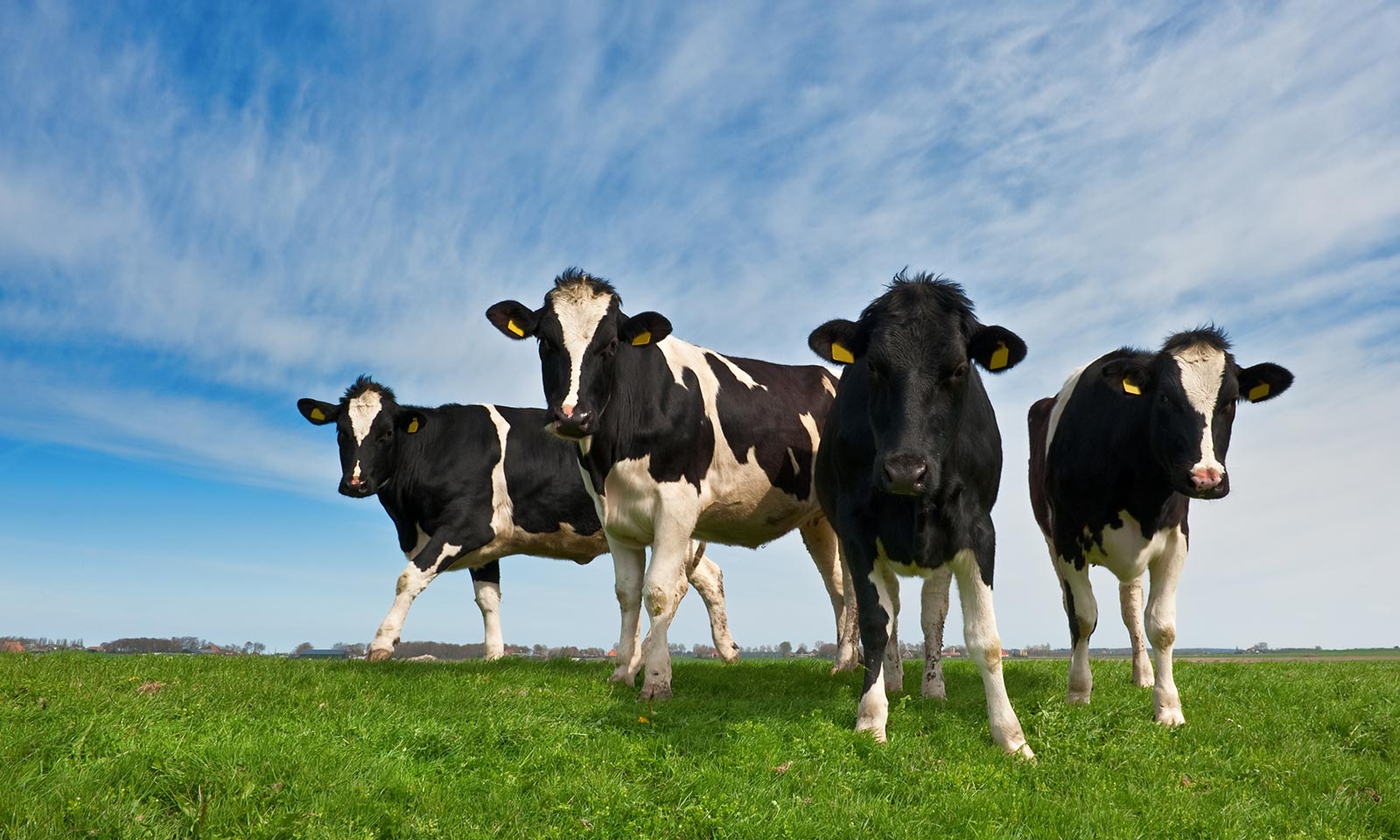 Four Fantastic Benefits Of Grass Fed New Zealand Whey Protein